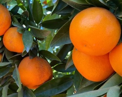 1760529057_clemenules_naranjasecologicas