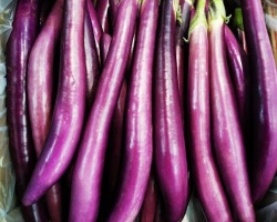 aubergine_japonaise