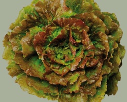 batavia_rouge