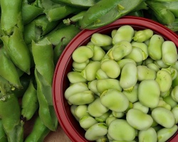 broad-beans-g81533ba4b_1920