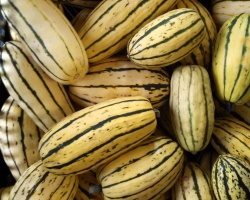courge-delicata-3962-1