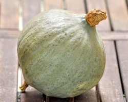courge_blue_ballet