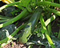 courgette-gcb7b1e1c9_1920