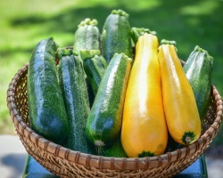courgette_surprise