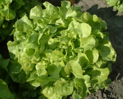 feuille_de_chene