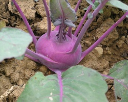 kohlrabi-gabcaa3f2b_1920