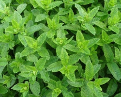 moroccan-mint-gf3205753b_1920