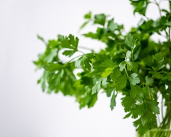 parsely-g5c645ae9e_1920