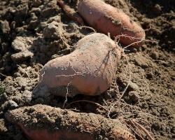 pexels-photo-2889344