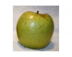 pomme-de-l-estre-saint-germaine