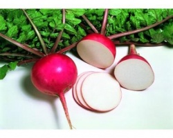 radis-misato-red-caillard2