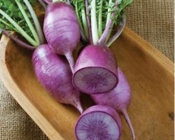 radis_violet_1647185807