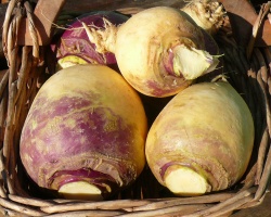 rutabaga