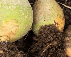 rutabaga_vert