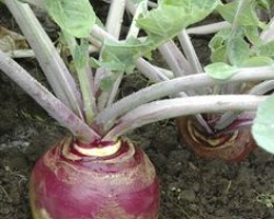 rutabaga_violet