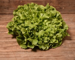 scarole-plate-verte