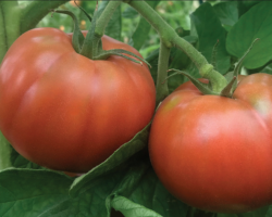 screenshot_2025-07-03_at_14-08-28_tomate_cubalibre_f_une_ronde_charnue