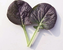 tatsoi-rouge-vulcano