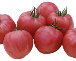 tomate_rose