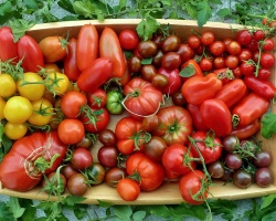 tomate_surprise