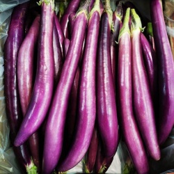 aubergine_japonaise