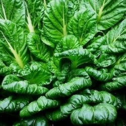 chou_tatsoi