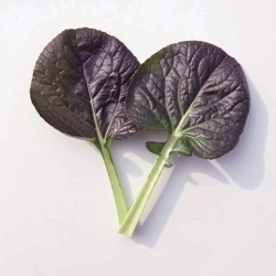 tatsoi-rouge-vulcano