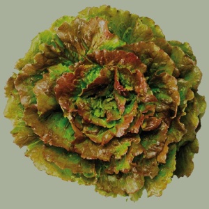 batavia_rouge