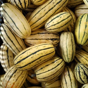 courge-delicata-3962-1