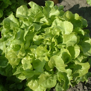 feuille_de_chene