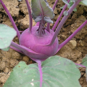 kohlrabi-gabcaa3f2b_1920