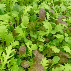 mesclun