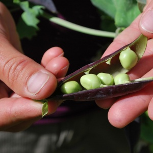 peas-g2ebbe8cf6_1920