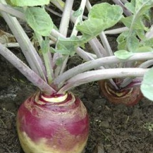 rutabaga_violet