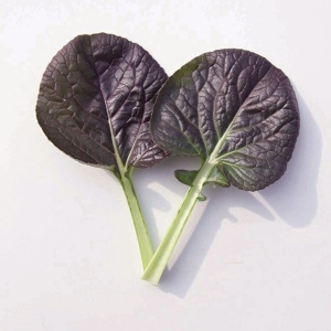 tatsoi-rouge-vulcano