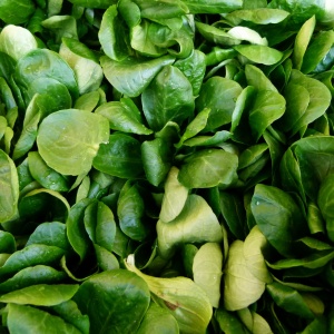 valerianella-locusta-corn-salad-wallpaper